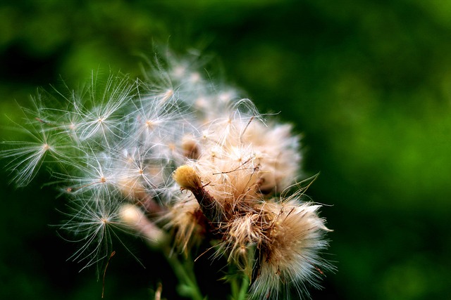 Free Thistle Plant photo and picture