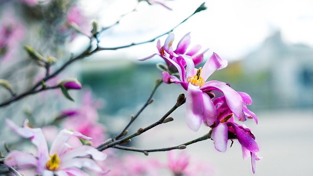 Bloem, Natuur, Bloemblaadje