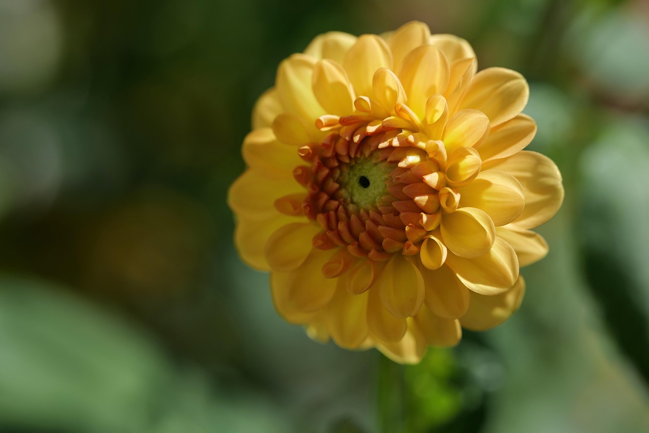flower, dahlia, petals, blossom, beautiful flowers, bloom, yellow, summer, flower wallpaper, flower background, bulb plant, ornamental onion, garden, nature