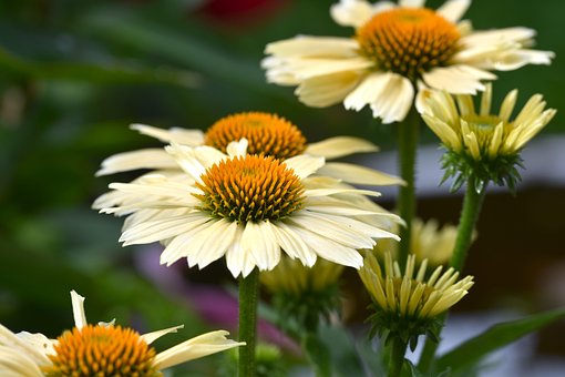 Blomster, Kongeblomster, Blomstre