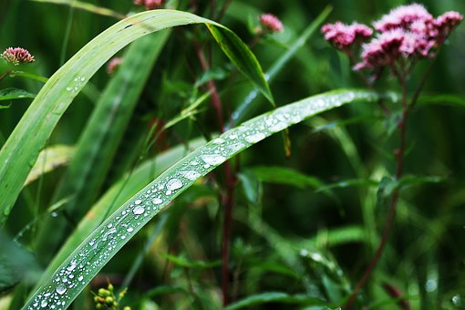 Free Dewdrop Drops photo and picture