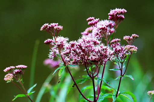Free Nature Flower photo and picture