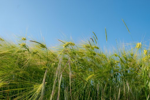 Naturaleza, Vegetación, Verde, Oído