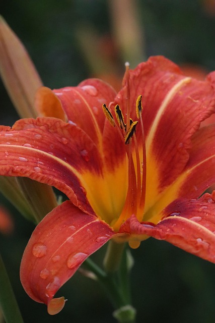 Free Lily Flower photo and picture