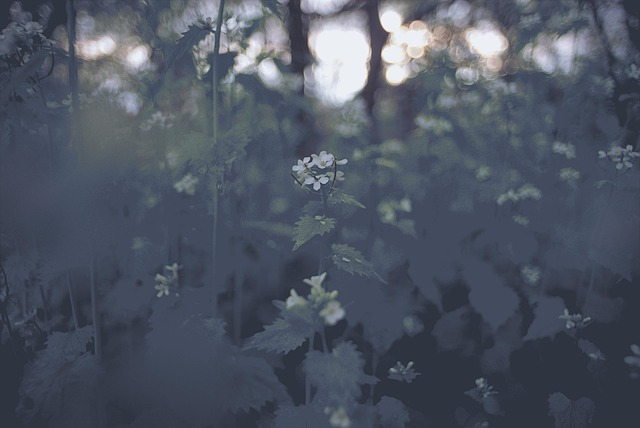 Natur, Blatt, Hintergrund, Blume, Düster