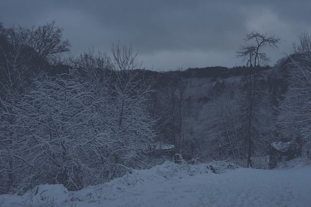 Winter, Schnee, Natur, Wald, Landschaft