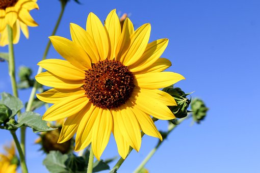 Free Flower Plant illustration and picture
