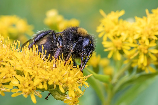 Free White-Tailed Bumblebee Yellow Flowers photo and picture
