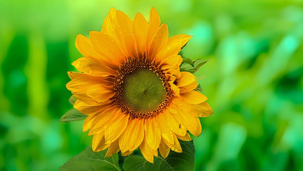 Free Sunflower Summer Bloom photo and picture
