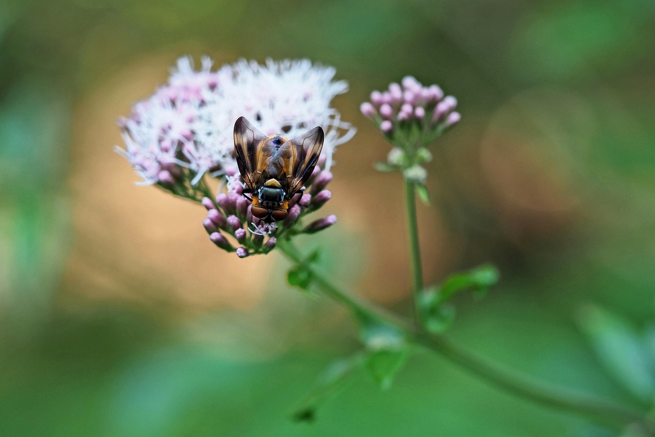 Insecte Fleurir Bloom - Photo gratuite sur Pixabay
