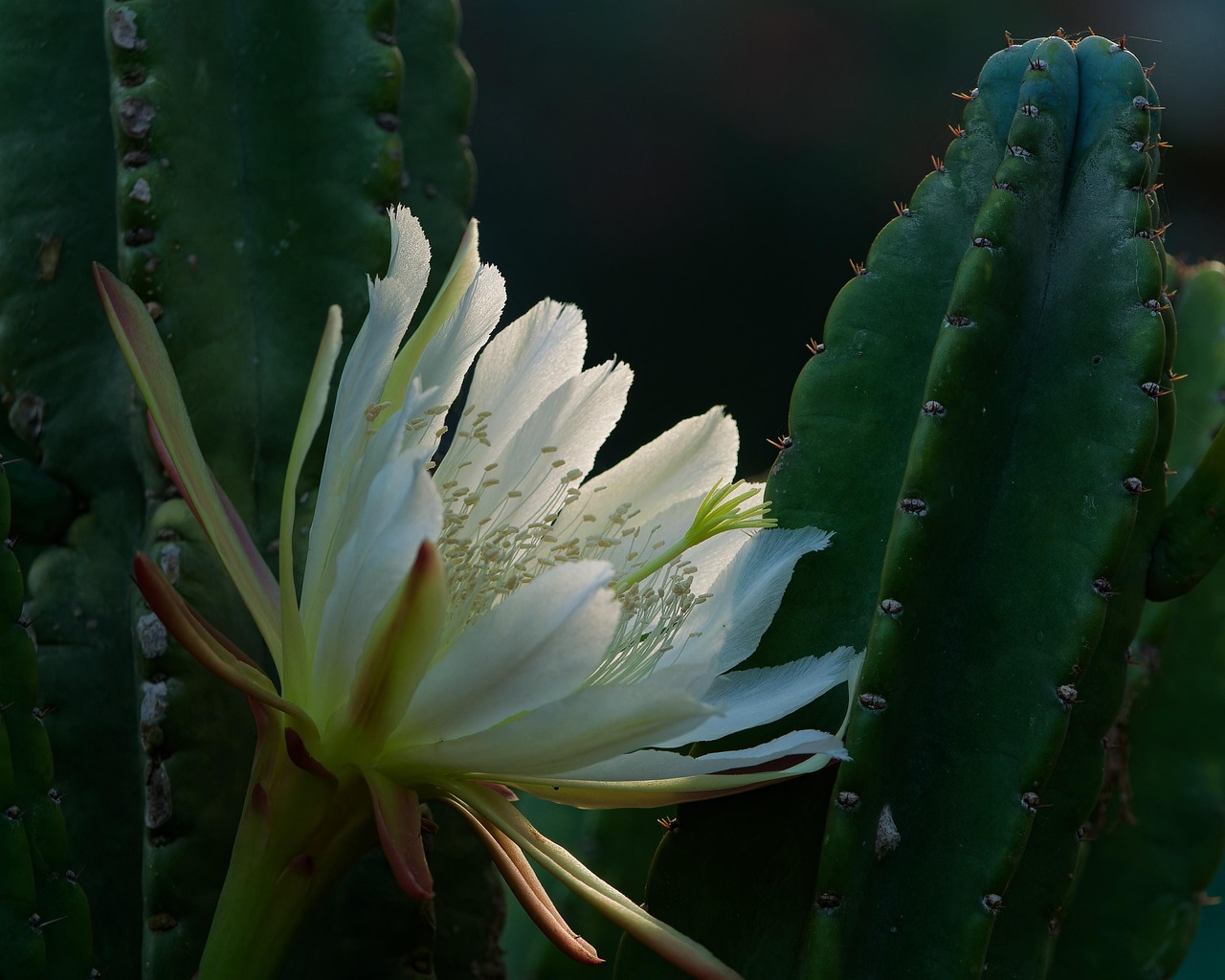 Cactus Blossom Flower - Free photo on Pixabay