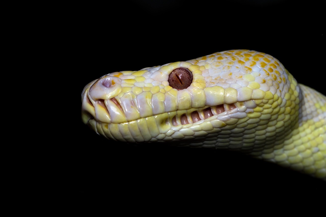 Tapis Python Serpent Australie - Photo gratuite sur Pixabay - Pixabay