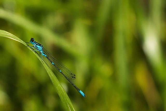 Free Azure Damselfly Coenagrion Puella photo and picture