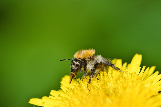 20,000+ Free Common Carder Bee & Bee Images - Pixabay