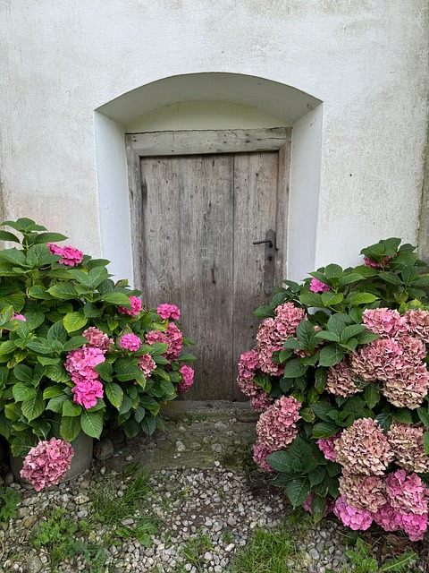 Free Hydrangeas Door photo and picture