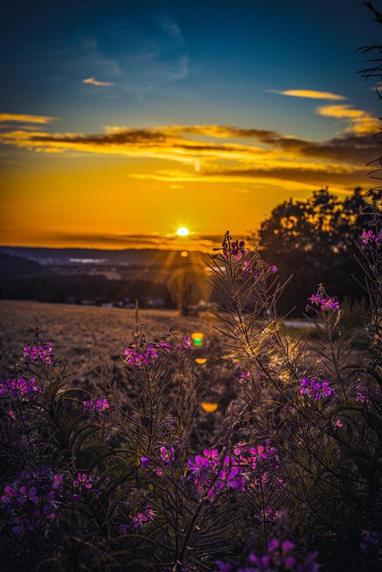 Blomster, Eng, Solnedgang, Natur