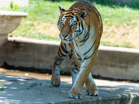 Free Tiger Cat photo and picture