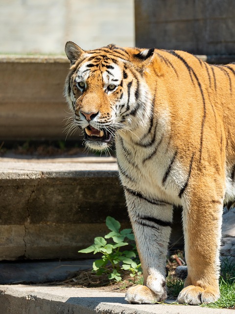 Free Tiger Cat photo and picture