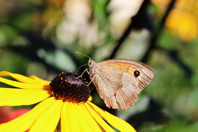 Free Flower Plant photo and picture