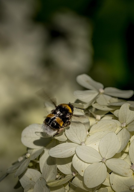 Abejorro, Naturaleza, Hortensia, Flor