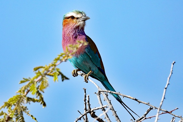 Gaffelunderlag, Fugl, Namibia