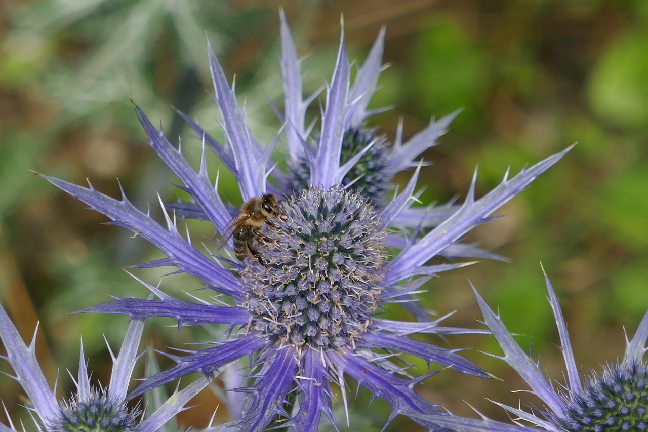 Bee Insect Thistle Honey - Free photo on Pixabay - Pixabay
