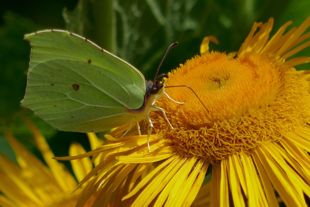 Butterfly Insect Close Up - Free photo on Pixabay - Pixabay