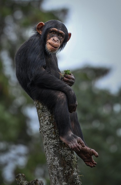 Free Chimpanzee Monkey photo and picture