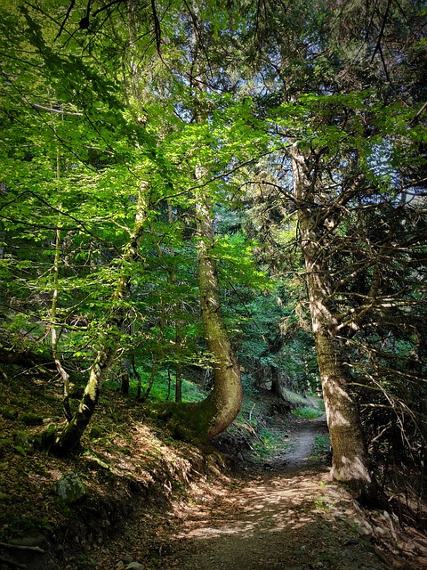 Free Is Pyrenees photo and picture