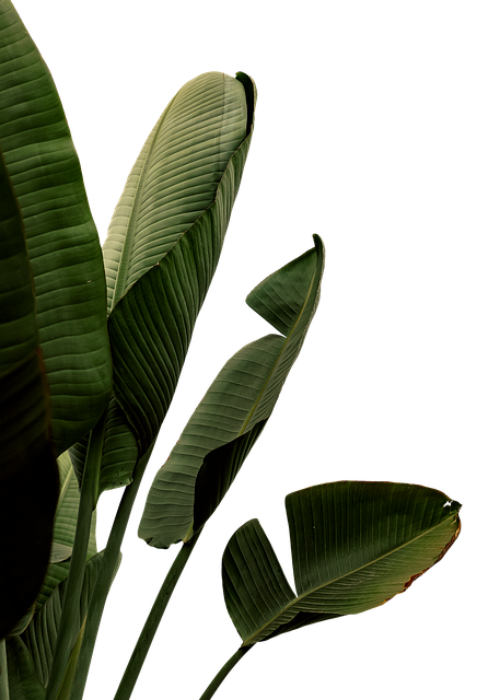 Free Leaves Plant photo and picture