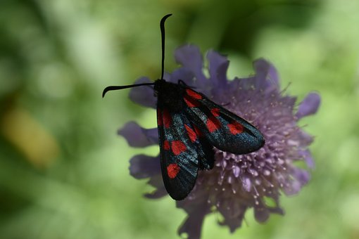 Insekt, Natur, Blume, Seit Ewigkeiten