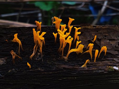 Svamp, Champignon, Dyrkes, Friskhed