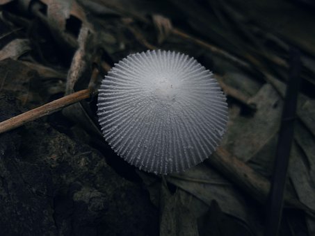 Svamp, Champignon, Dyrkes, Friskhed