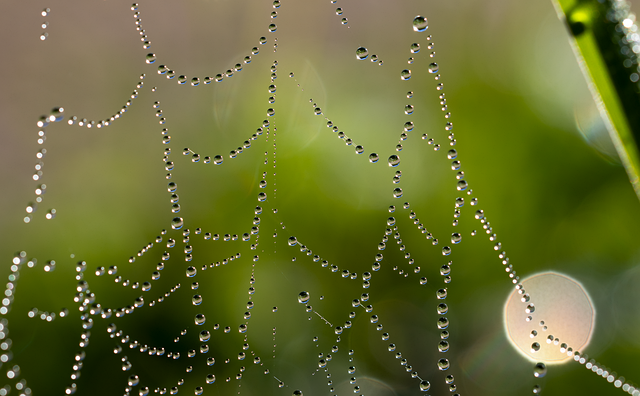 Free web habitat spider illustration