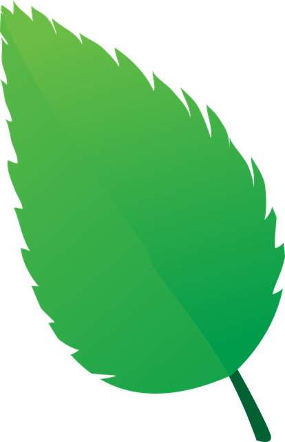 Free Basil Leaves illustration and picture