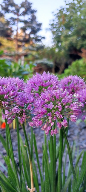 Free Plant Nature photo and picture