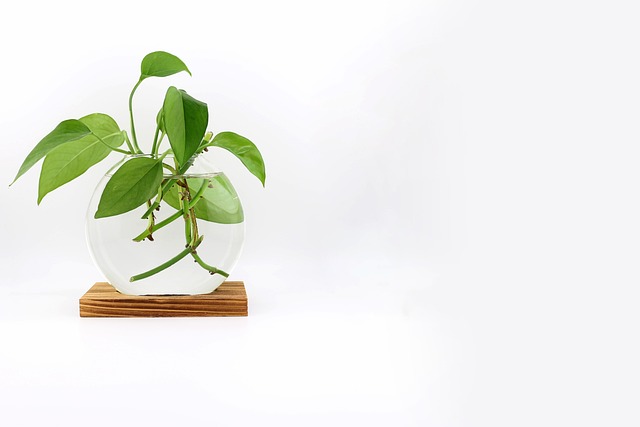 Free Ivy Plant Plant photo and picture