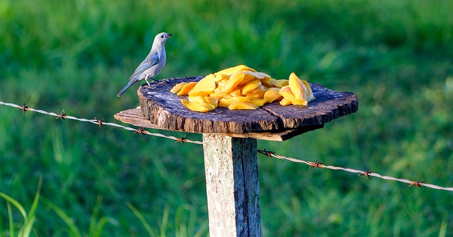 Free Bird Blue-Gray photo and picture