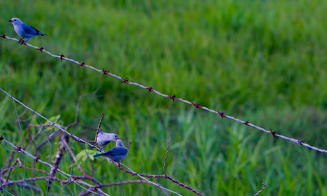 Free Birds Blue-Gray photo and picture