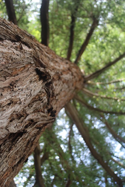 Free Tree Nature photo and picture