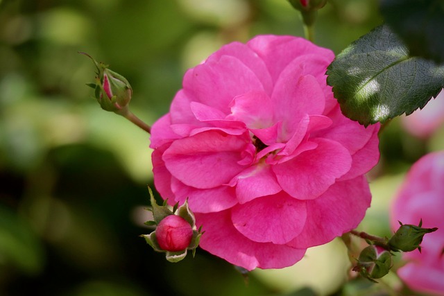 Free Rose Rose Blossom photo and picture