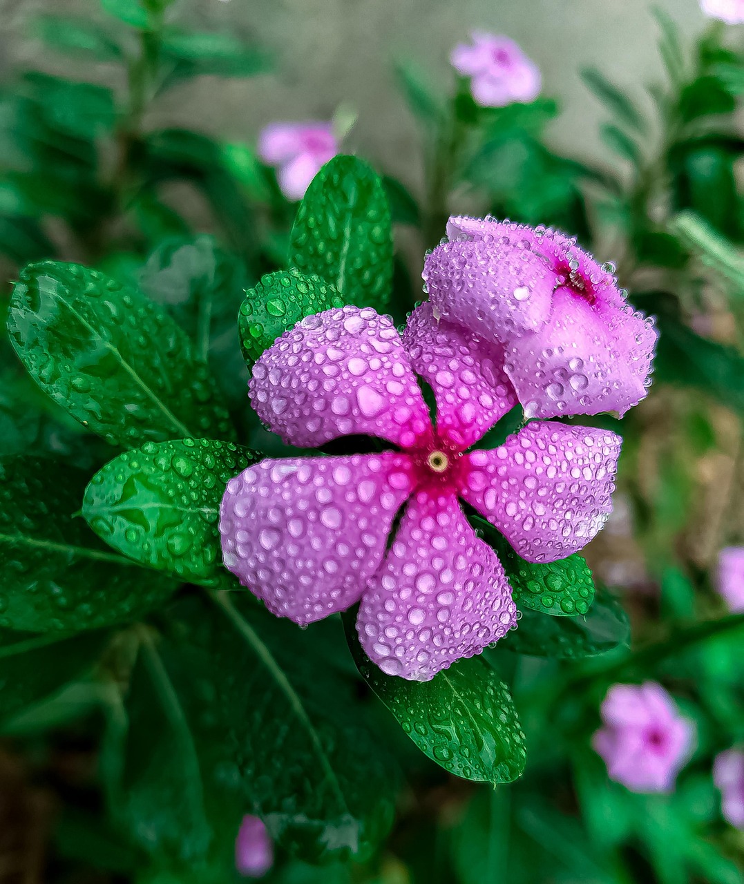 Flower Ranin Flower Rain Blossom - Free photo on Pixabay