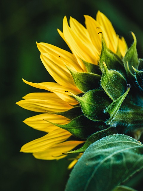 Girassol, Flor, Pétalas, Florescer