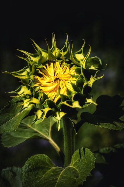 Girassol, Girassóis, Natureza, Flor