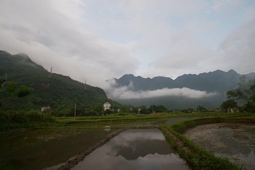 Reisfeld, Reis, Landschaft, Berg, Wolke
