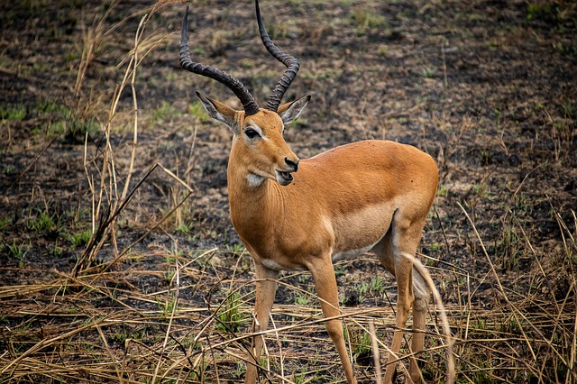Free Antelope Safari photo and picture