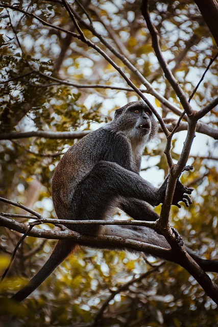 Mono, Selva, Escalada, Fauna Silvestre