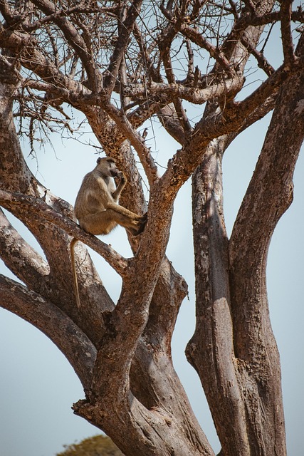 Free Ape Monkey photo and picture