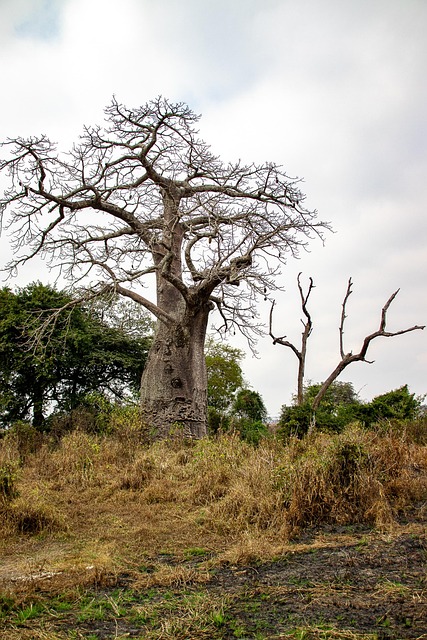 Free Boabab Tree photo and picture