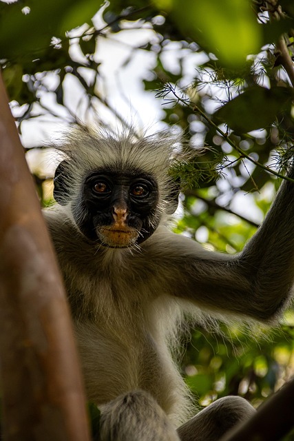 Free Monkey Ape photo and picture